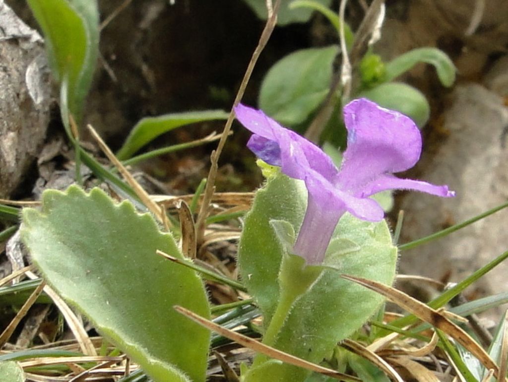 Primula recubariensis / Primula di Recoaro